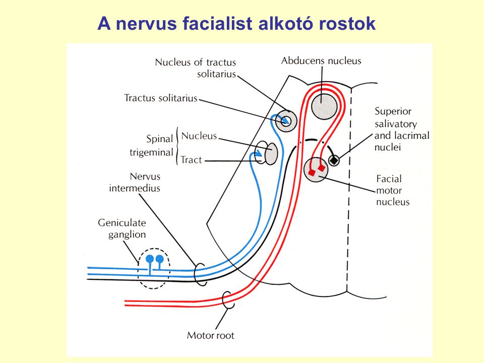 A nervus facialist alkotó rostok