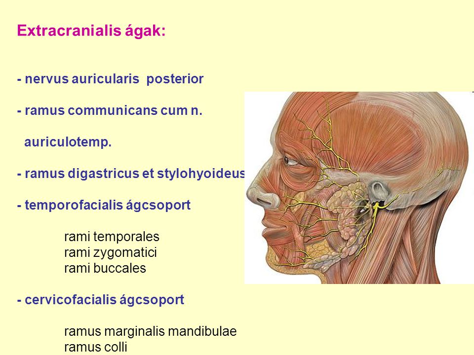 Extracranialis ágak: - nervus auricularis posterior