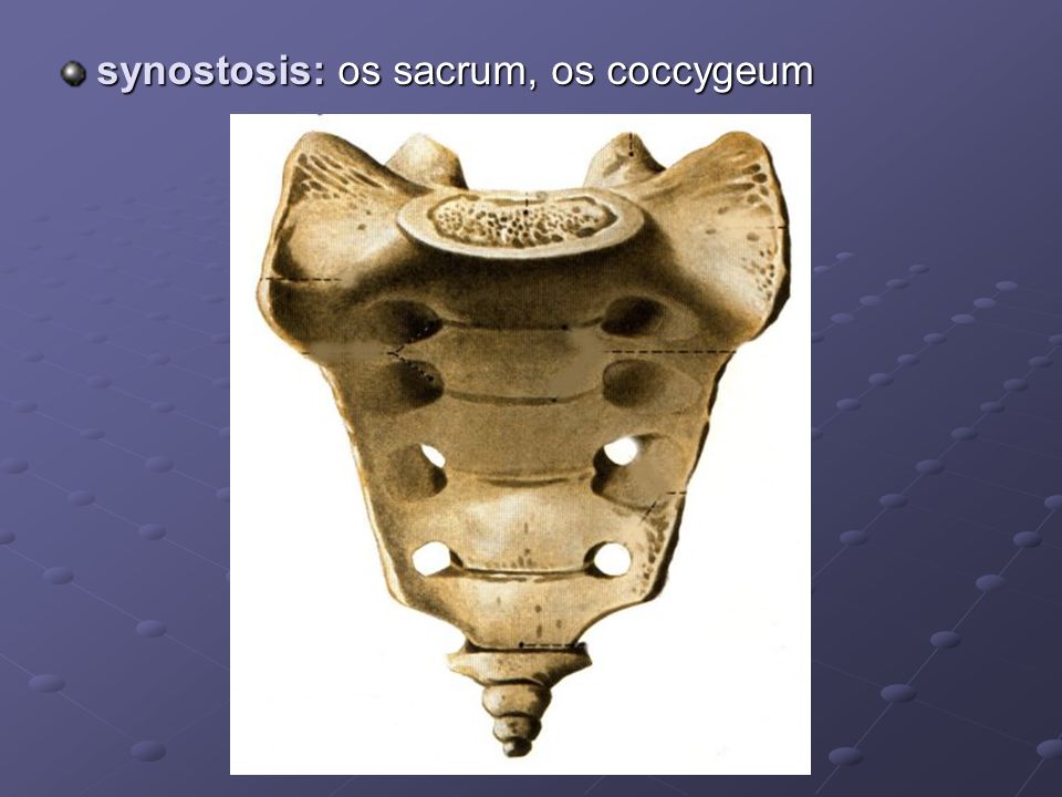 synostosis: os sacrum, os coccygeum