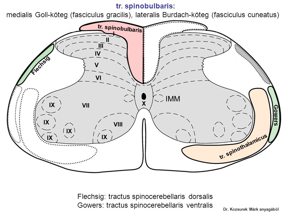 Flechsig: tractus spinocerebellaris dorsalis