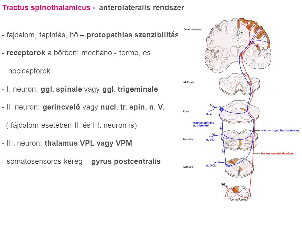 Tractus spinothalamicus - anterolateralis rendszer