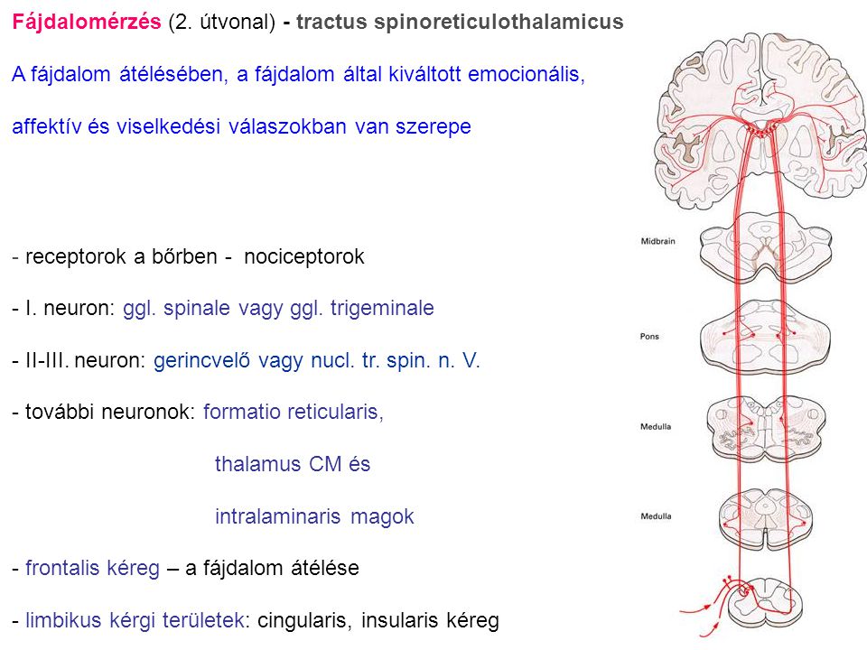 Fájdalomérzés (2. útvonal) - tractus spinoreticulothalamicus