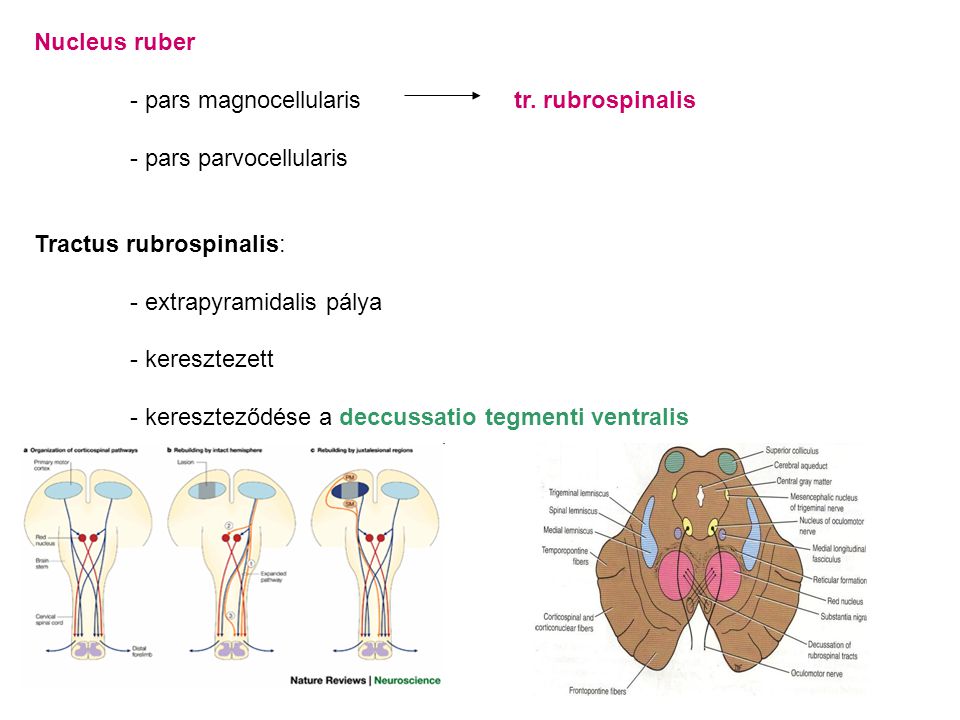 Nucleus ruber - pars magnocellularis tr. rubrospinalis. - pars parvocellularis. Tractus rubrospinalis: