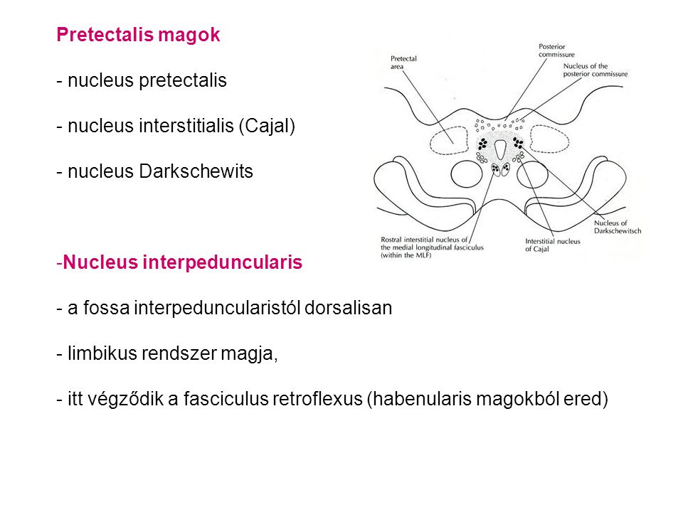 Pretectalis magok nucleus pretectalis. nucleus interstitialis (Cajal) nucleus Darkschewits. Nucleus interpeduncularis.