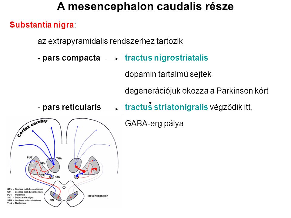 A mesencephalon caudalis része