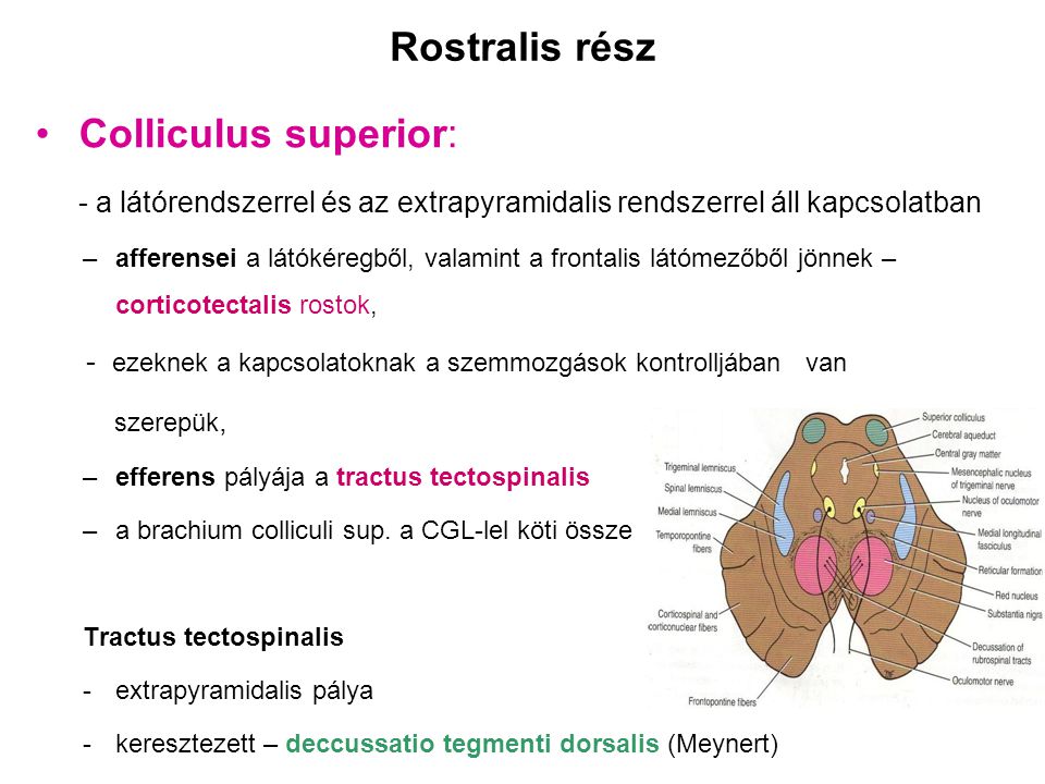 Rostralis rész Colliculus superior: