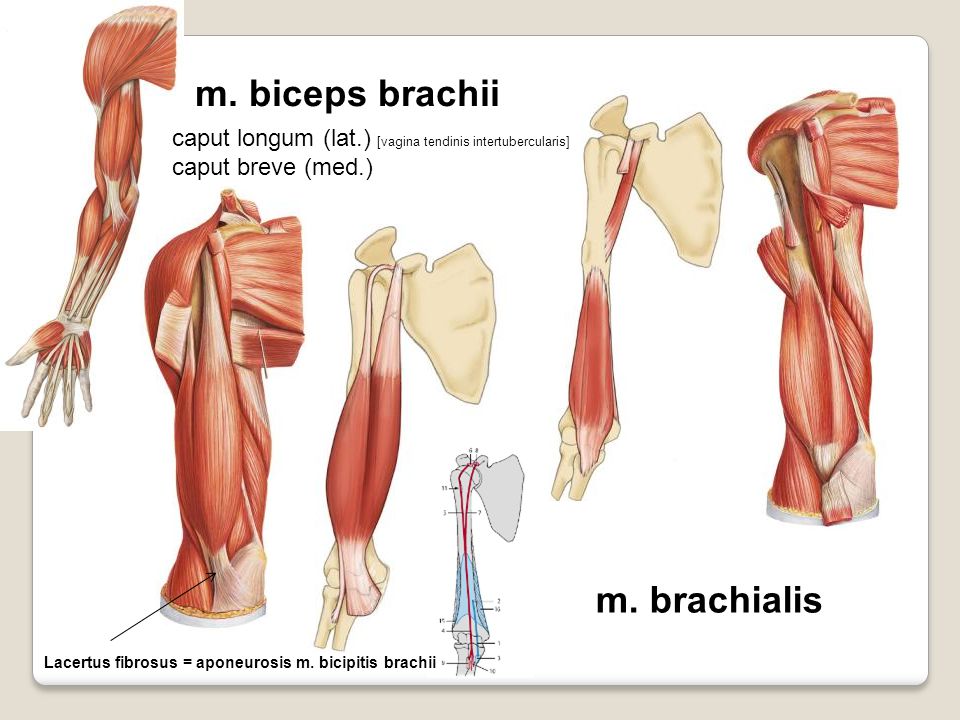 m. biceps brachii m. brachialis