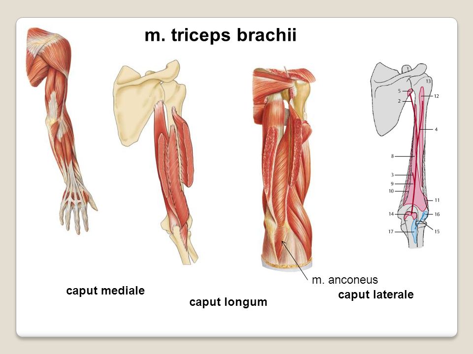 m. triceps brachii m. anconeus caput mediale caput laterale