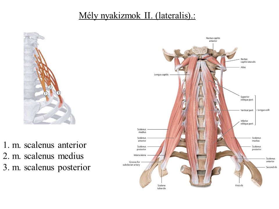 Mély nyakizmok II. (lateralis).: