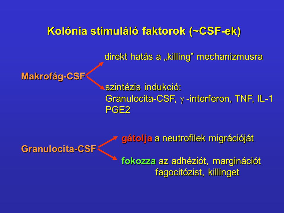 Kolónia stimuláló faktorok (~CSF-ek)