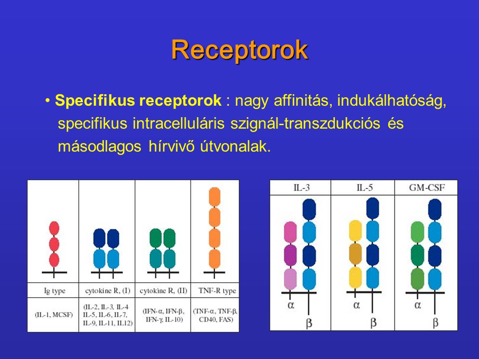 Receptorok Specifikus receptorok : nagy affinitás, indukálhatóság,
