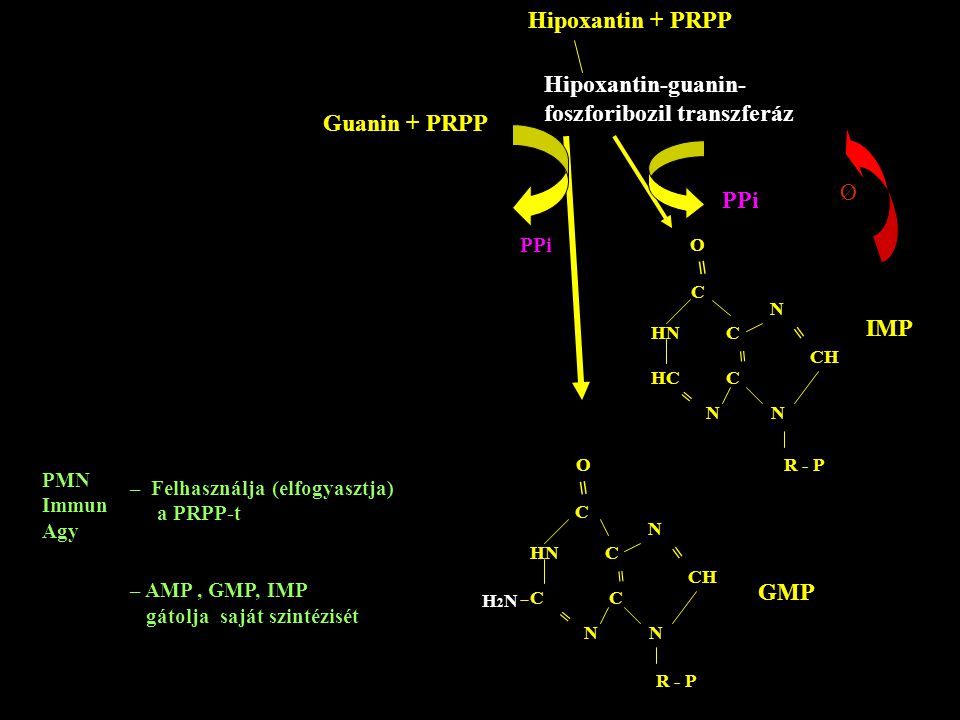 foszforibozil transzferáz Guanin + PRPP