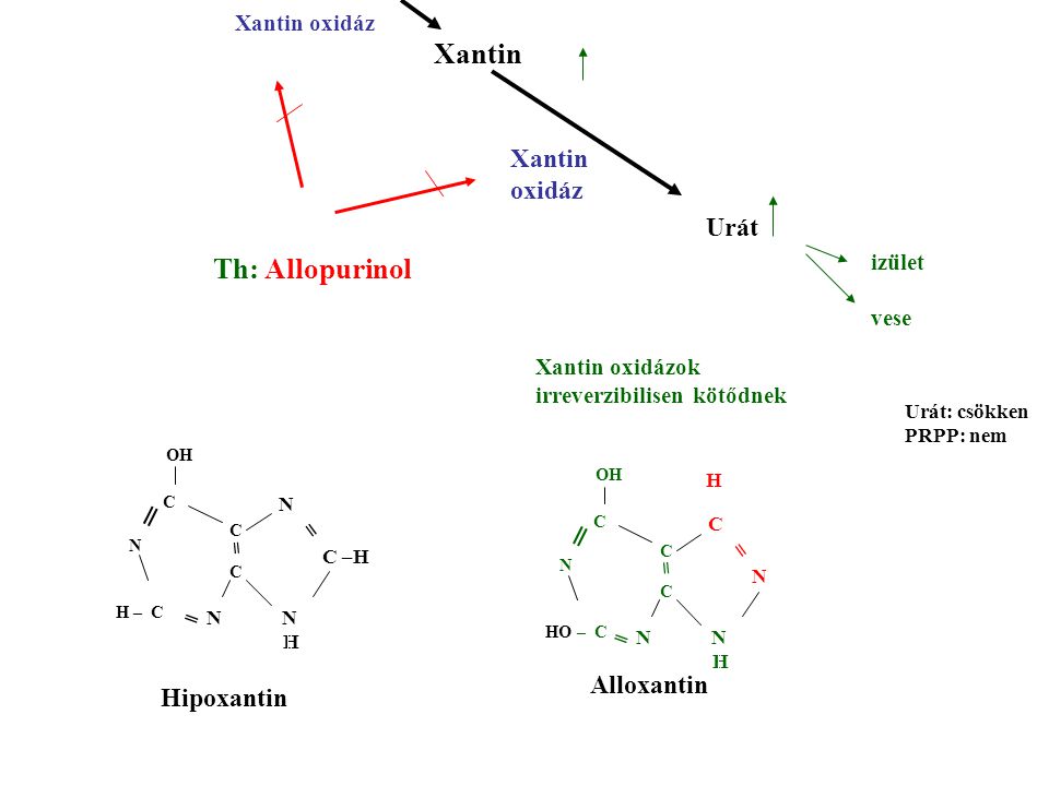 Xantin Th: Allopurinol Xantin oxidáz Urát ═ ═ Alloxantin Hipoxantin
