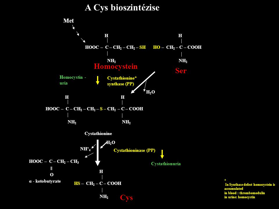 A Cys bioszintézise Homocystein Ser Met H H HOOC – C – CH2 – CH2 – SH
