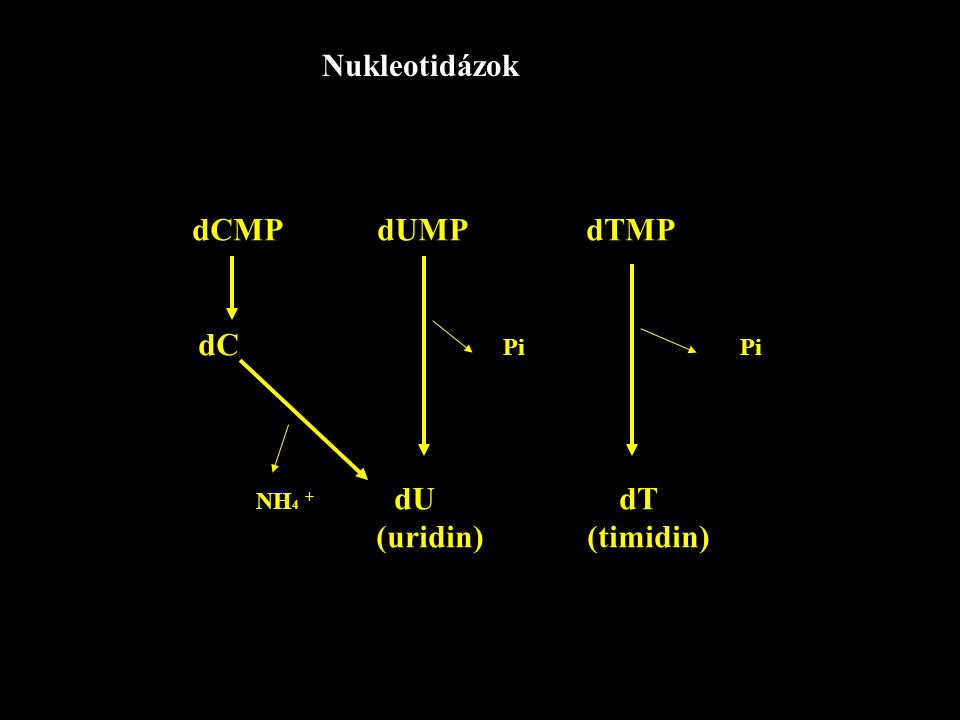 Nukleotidázok dCMP dUMP dTMP. dC Pi Pi.