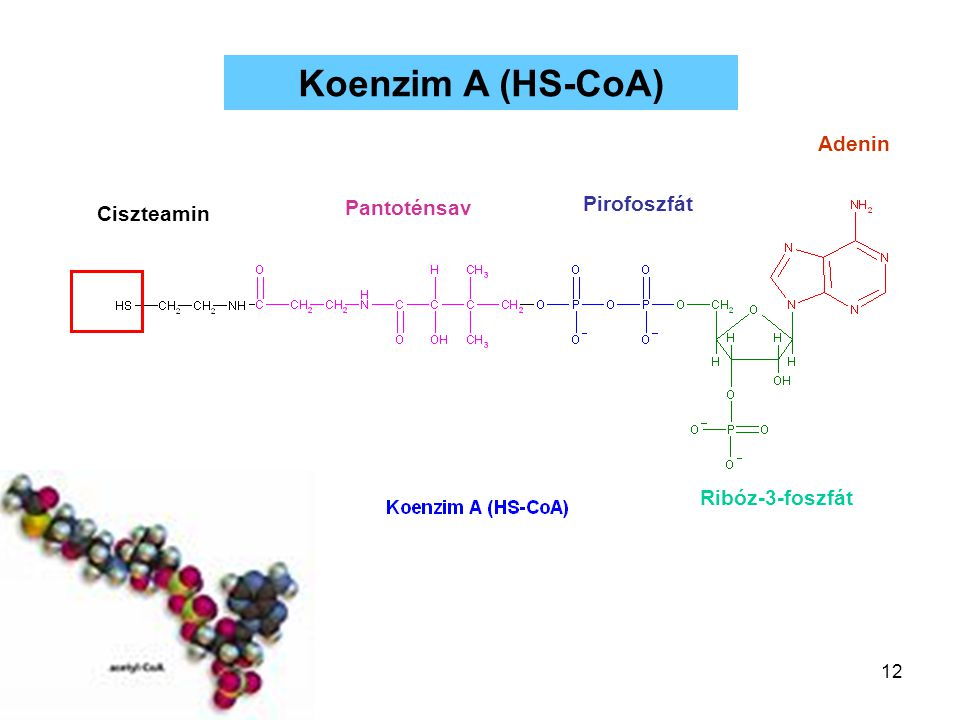 Koenzim A (HS-CoA) Adenin Pirofoszfát Pantoténsav Ciszteamin