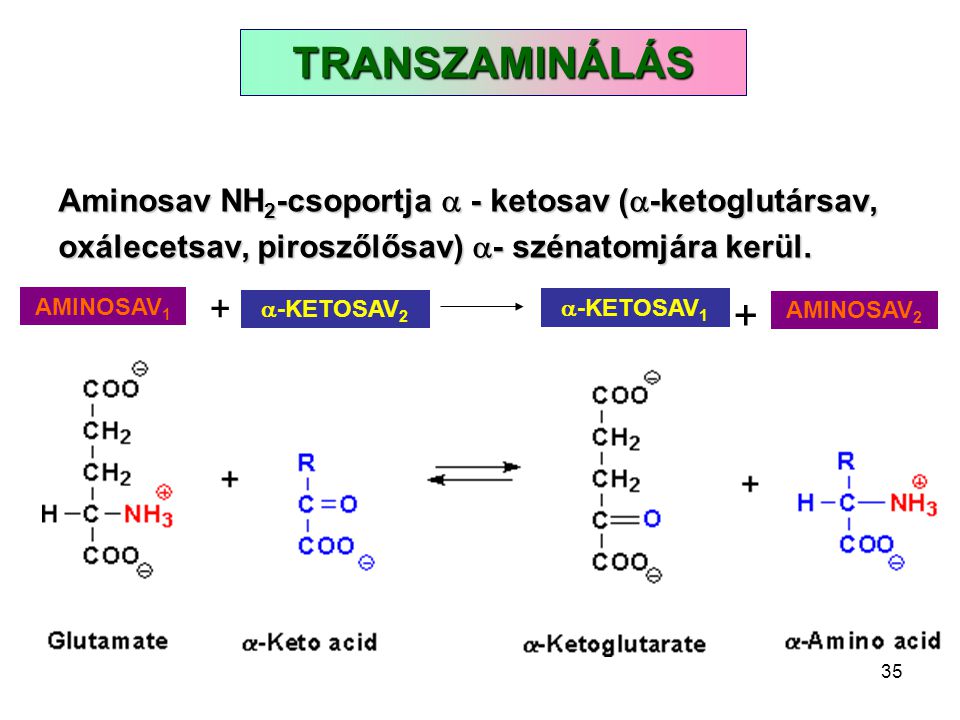 TRANSZAMINÁLÁS Aminosav NH2-csoportja  - ketosav (-ketoglutársav, oxálecetsav, piroszőlősav) - szénatomjára kerül.