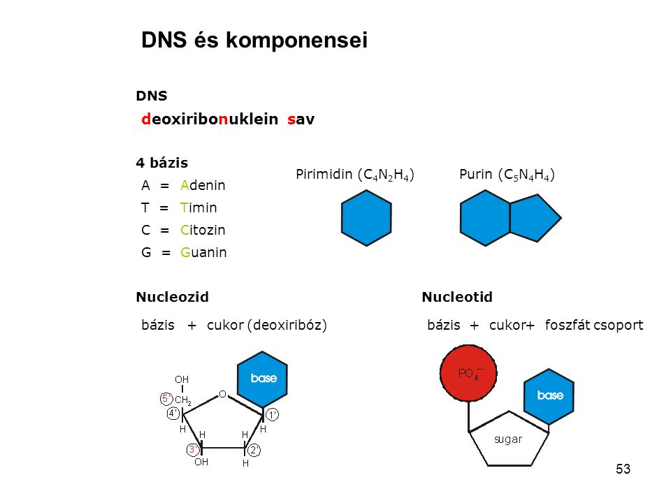 DNS és komponensei deoxiribonuklein sav DNS 4 bázis Pirimidin (C4N2H4)