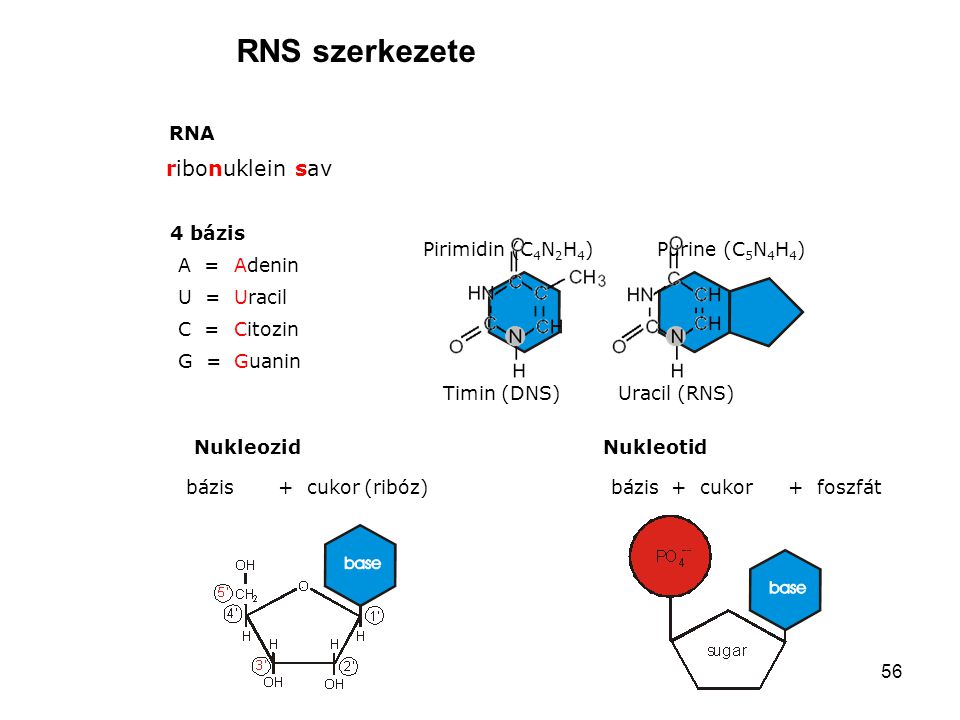 RNS szerkezete ribonuklein sav RNA 4 bázis Pirimidin (C4N2H4)