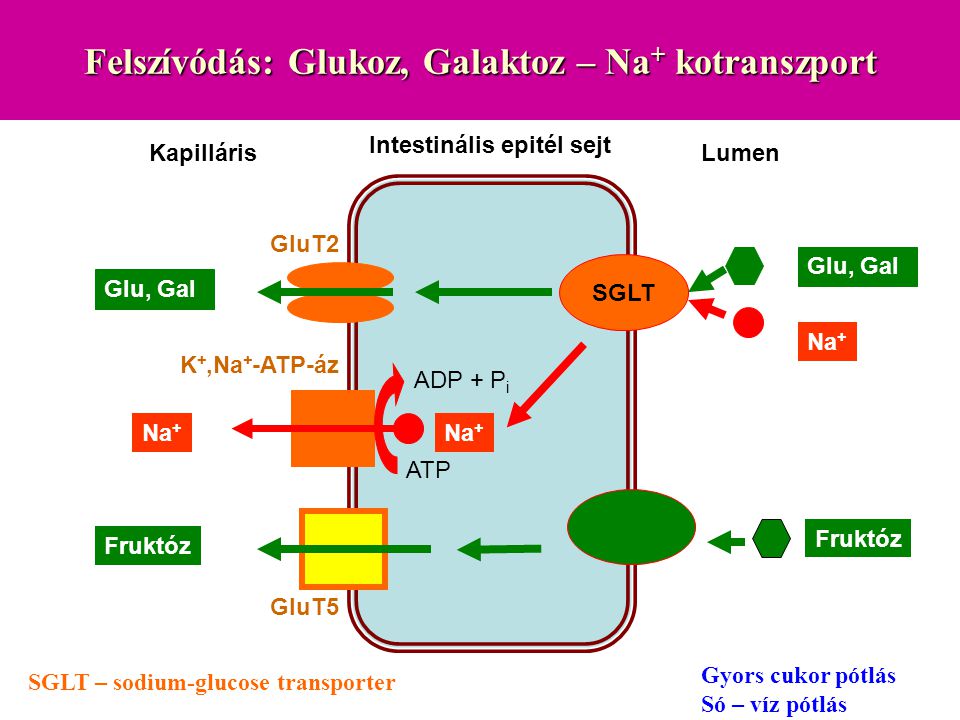 Felszívódás: Glukoz, Galaktoz – Na+ kotranszport