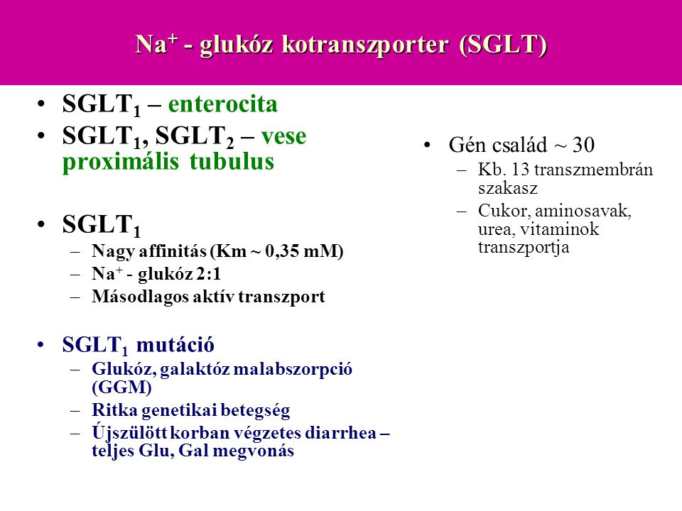 Na+ - glukóz kotranszporter (SGLT)