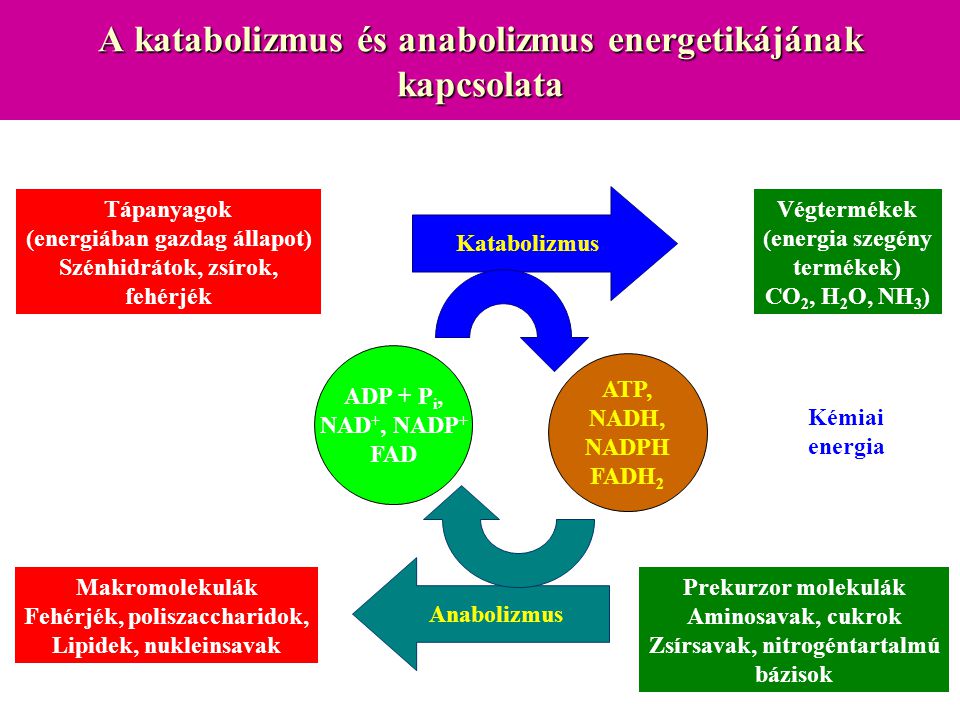 A katabolizmus és anabolizmus energetikájának kapcsolata