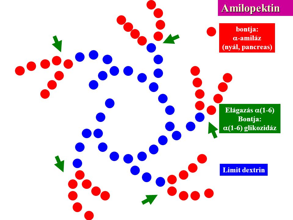 Amilopektin bontja: a-amiláz (nyál, pancreas) Elágazás a(1-6) Bontja: