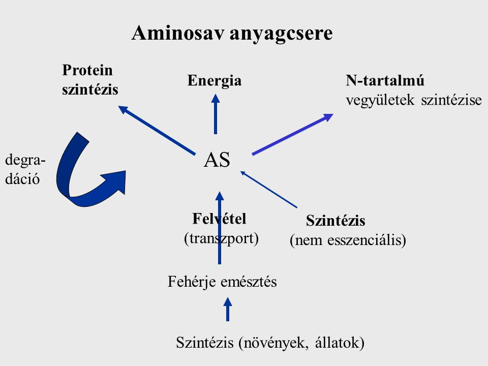 Aminosav anyagcsere AS Protein szintézis Energia N-tartalmú