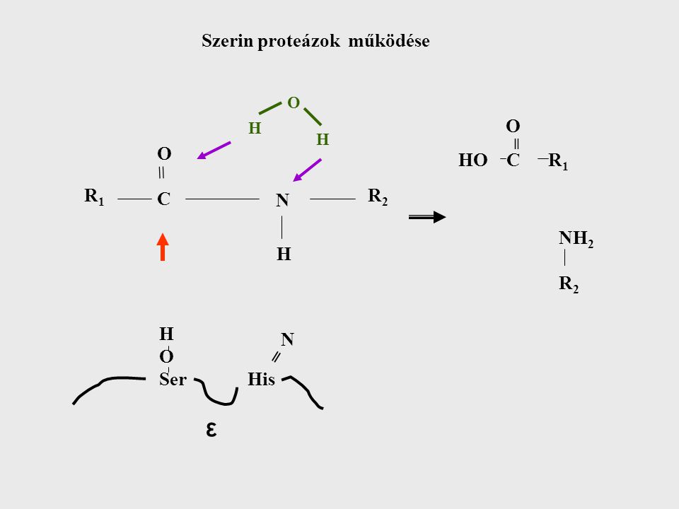 ε = Szerin proteázok működése O HO C R1 O C R1 R2 N NH2 R2 H H O
