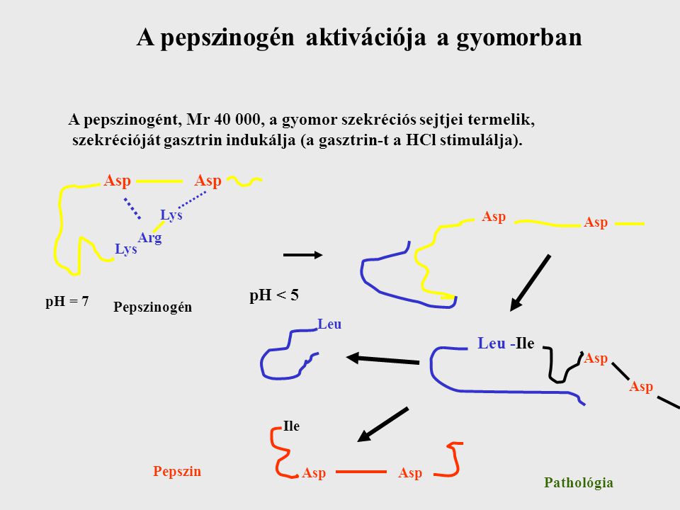 A pepszinogén aktivációja a gyomorban