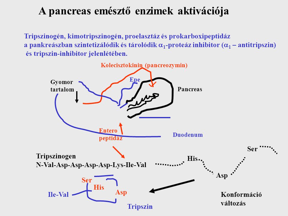 A pancreas emésztő enzimek aktivációja