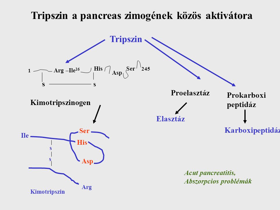 Tripszin a pancreas zimogének közös aktivátora
