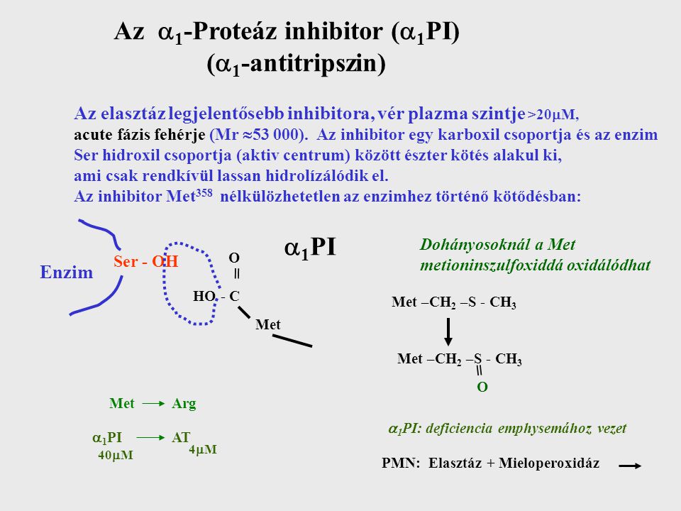 Az 1-Proteáz inhibitor (1PI) (1-antitripszin)