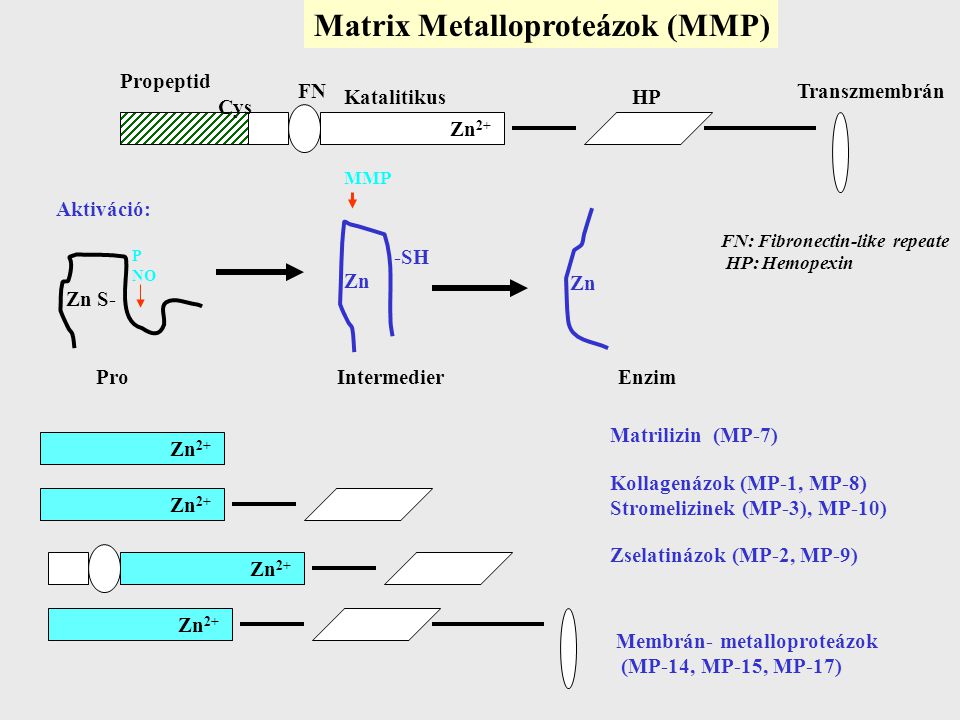 Matrix Metalloproteázok (MMP)
