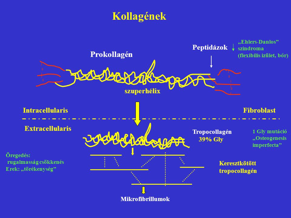 Kollagének Prokollagén Peptidázok szuperhélix Intracellularis