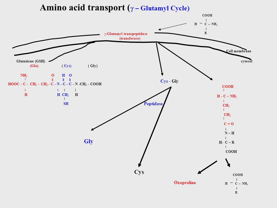 Amino acid transport (γ – Glutamyl Cycle)