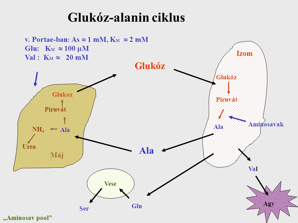 Glukóz-alanin ciklus Glukóz Ala v. Portae-ban: As  1 mM, KM  2 mM