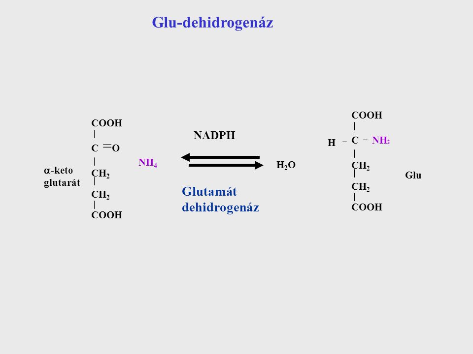 Glu-dehidrogenáz = Glutamát dehidrogenáz NADPH COOH COOH C NH2 C O CH2