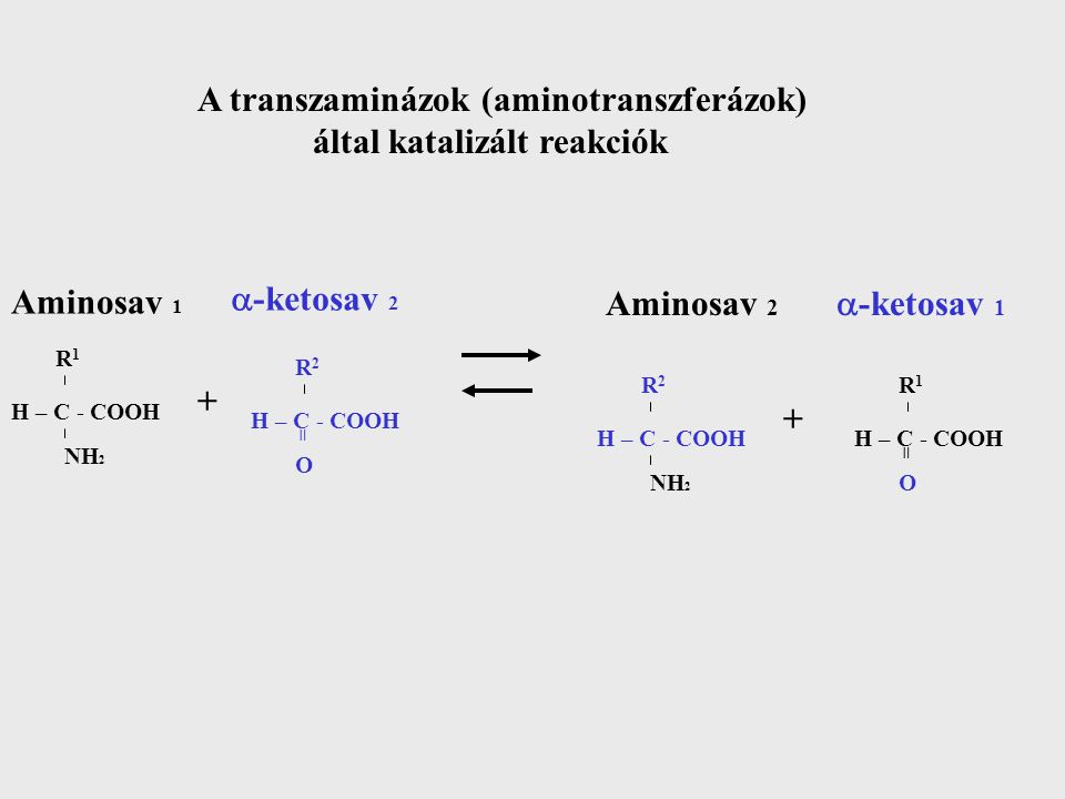 A transzaminázok (aminotranszferázok) által katalizált reakciók