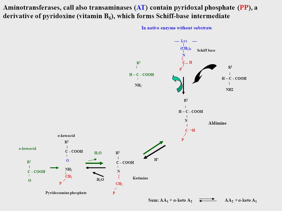 Aminotransferases, call also transaminases (AT) contain pyridoxal phosphate (PP), a derivative of pyridoxine (vitamin B6), which forms Schiff-base intermediate