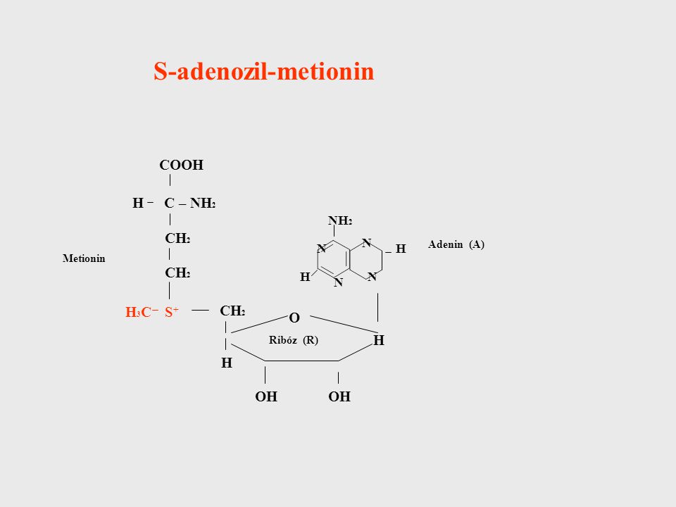 S-adenozil-metionin COOH H C – NH2 CH2 CH2 H3C S+ CH2 O H H OH OH NH2