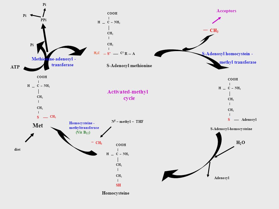 Met Activated-methyl cycle Acceptors CH3 S-Adenosyl homocystein -