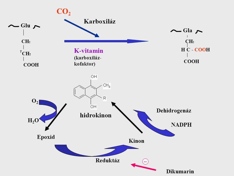 CO2 Karboxiláz K-vitamin hidrokinon O2 Dehidrogenáz NADPH H2O Epoxid