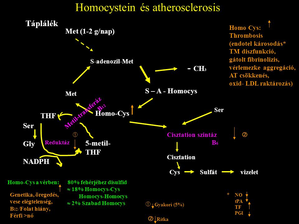 Homocystein és atherosclerosis
