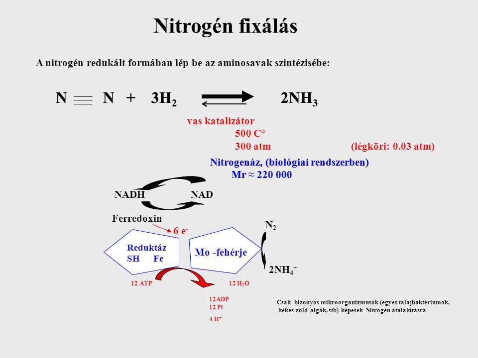 Nitrogén fixálás N N + 3H2 2NH3 N N + 3H2 2NH3