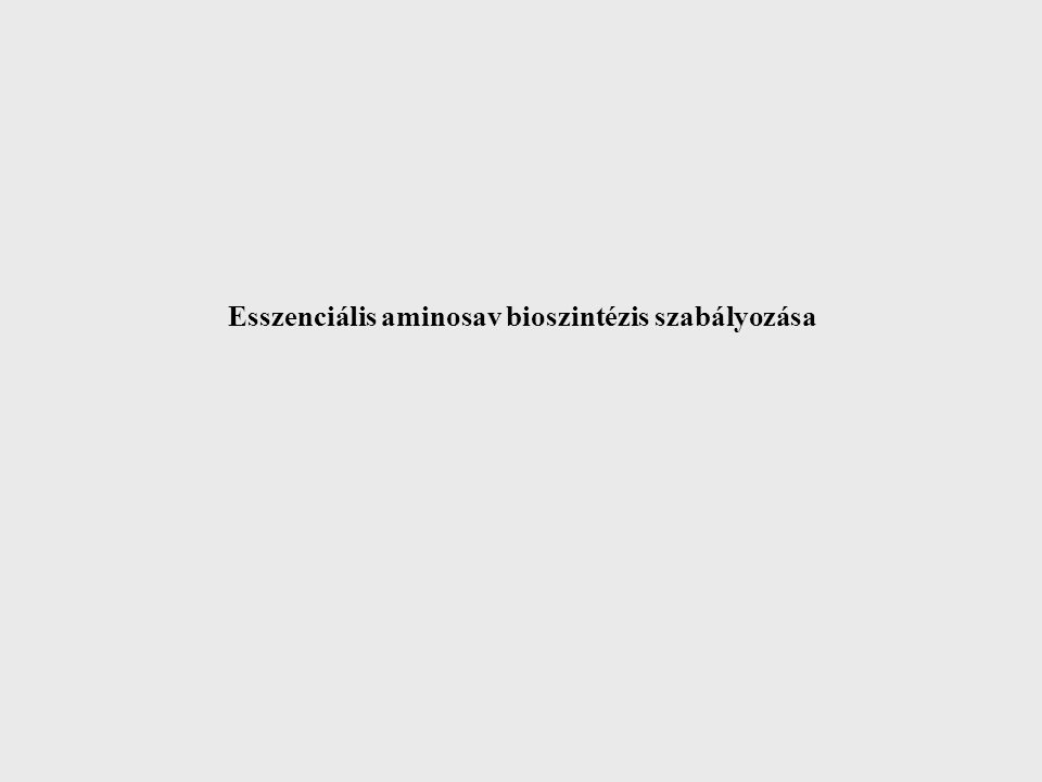 Esszenciális aminosav bioszintézis szabályozása