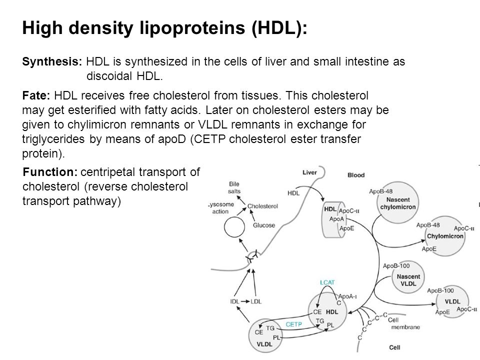 High density lipoproteins (HDL):