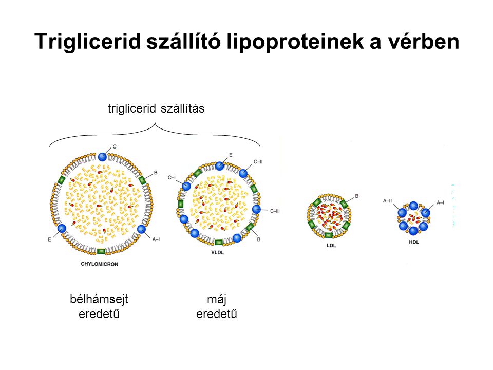 Triglicerid szállító lipoproteinek a vérben