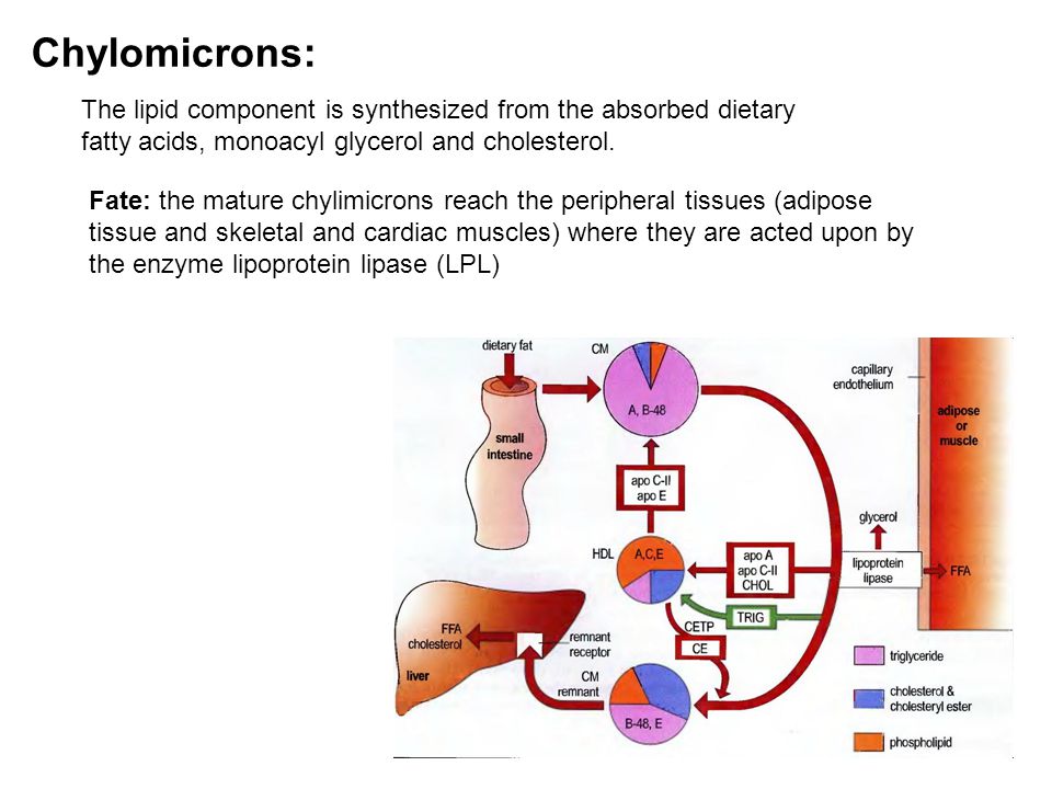 Chylomicrons: The lipid component is synthesized from the absorbed dietary fatty acids, monoacyl glycerol and cholesterol.