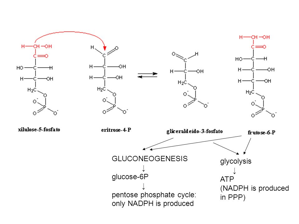 GLUCONEOGENESIS ↓ glucose-6P. pentose phosphate cycle: only NADPH is produced. glycolysis. ↓ ATP.